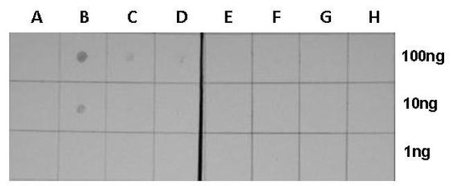 H3K18ac Antibody in Dot Blot (DB)