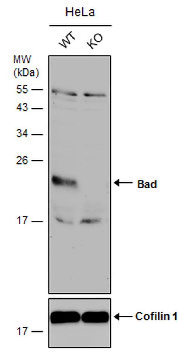 BAD Antibody in Western Blot (WB)