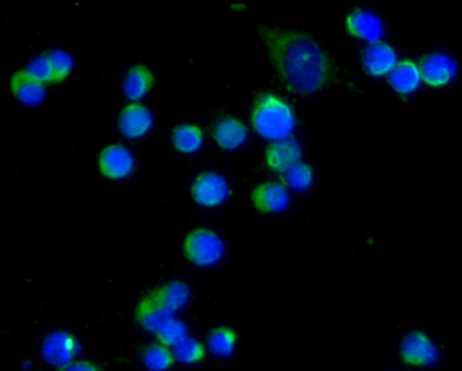 CD80 (B7-1) Antibody in Immunocytochemistry (ICC/IF)