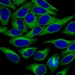 alpha Tubulin Antibody in Immunocytochemistry (ICC/IF)