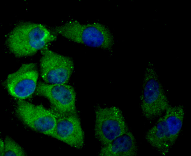 DLL4 (delta-like 4) Antibody in Immunocytochemistry (ICC/IF)