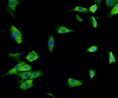 PDI Antibody in Immunocytochemistry (ICC/IF)