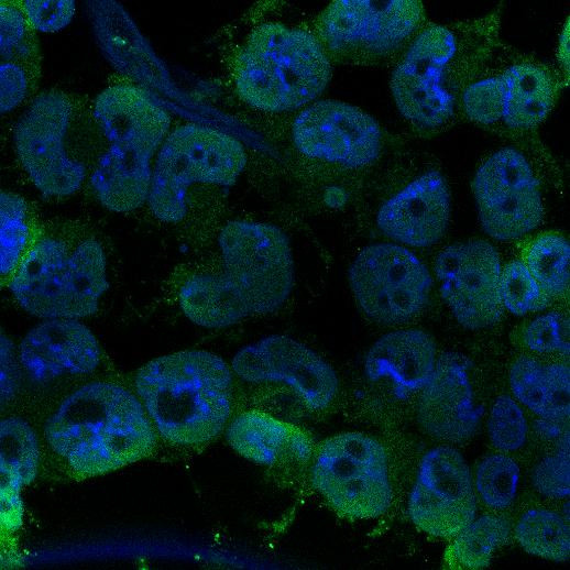 DPY30 Antibody in Immunocytochemistry (ICC/IF)