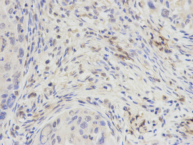 DPY30 Antibody in Immunohistochemistry (Paraffin) (IHC (P))