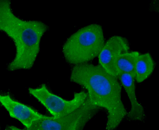 B7-H4 Antibody in Immunocytochemistry (ICC/IF)