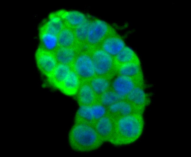 IREB2 Antibody in Immunocytochemistry (ICC/IF)