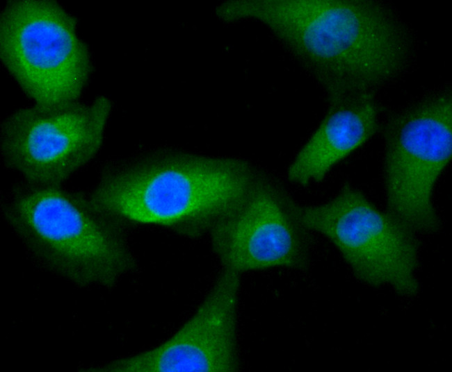 IREB2 Antibody in Immunocytochemistry (ICC/IF)