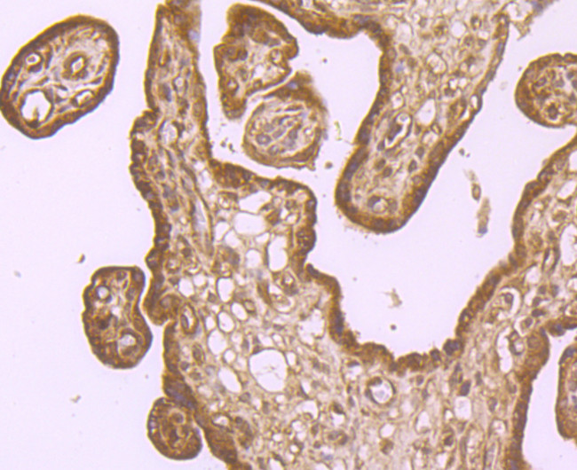 IREB2 Antibody in Immunohistochemistry (Paraffin) (IHC (P))