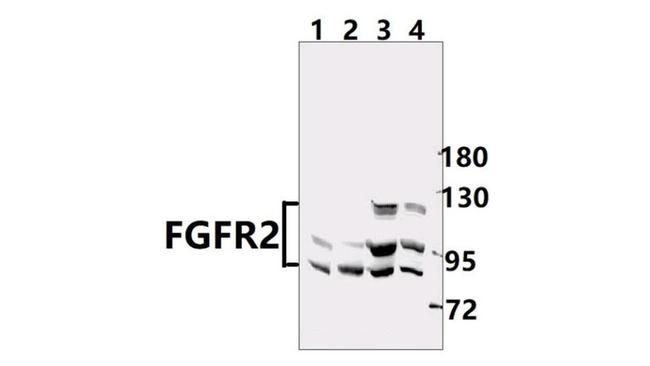 FGFR2 Antibody in Western Blot (WB)