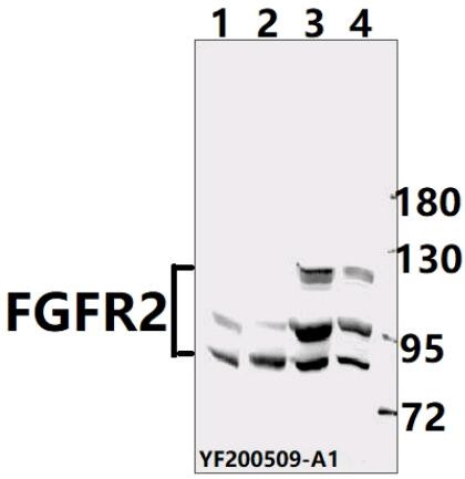 FGFR2 Antibody in Western Blot (WB)