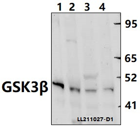 GSK3B Antibody in Western Blot (WB)