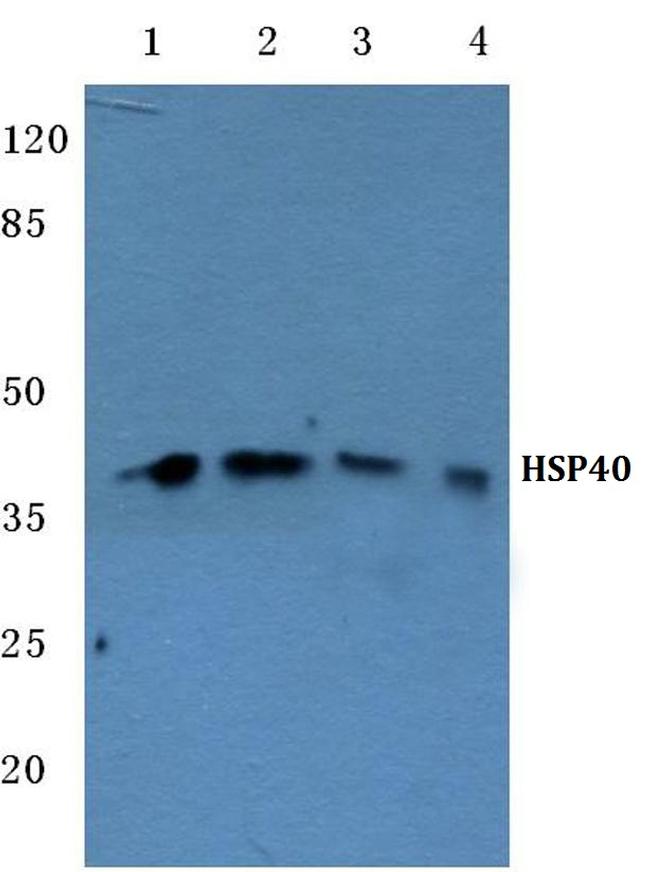 HSP40 Antibody in Western Blot (WB)