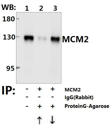 MCM2 Antibody in Immunoprecipitation (IP)