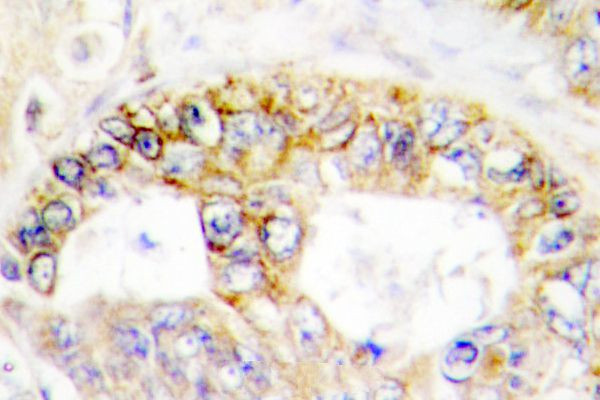 COX4 Antibody in Immunohistochemistry (Paraffin) (IHC (P))