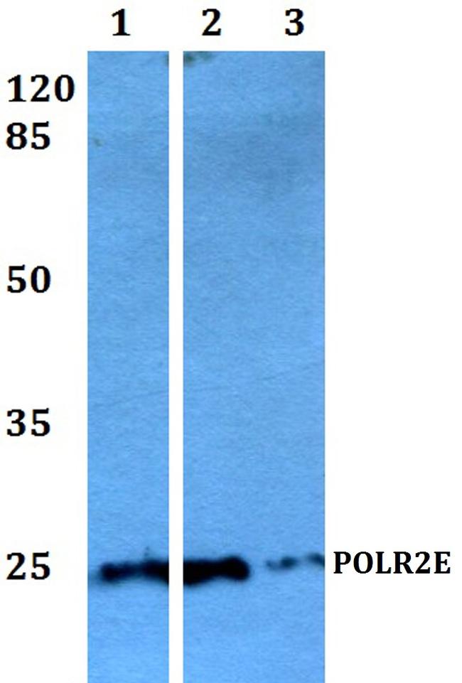 POLR2E Antibody in Western Blot (WB)