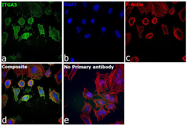 ITGA3 Antibody in Immunocytochemistry (ICC/IF)