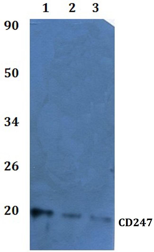 CD3z Antibody in Western Blot (WB)