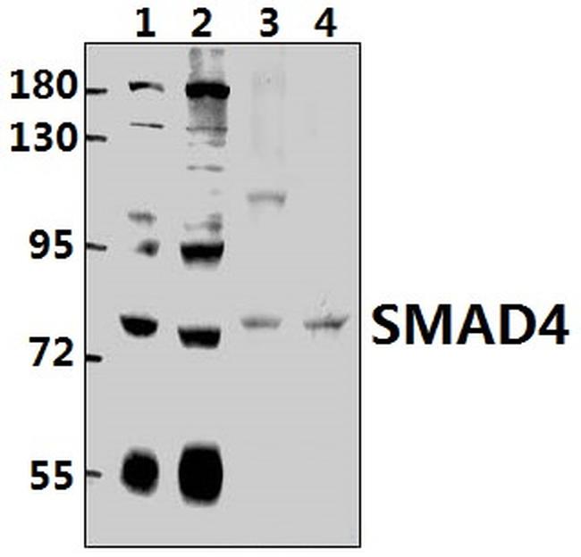 SMAD4 Antibody in Western Blot (WB)