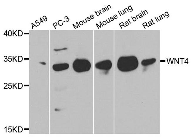 WNT4 Antibody in Western Blot (WB)