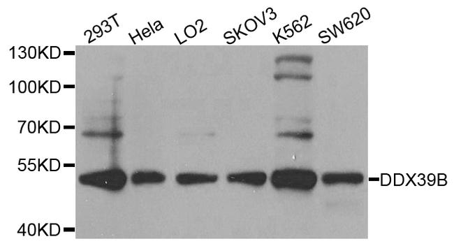 UAP56 Antibody in Western Blot (WB)