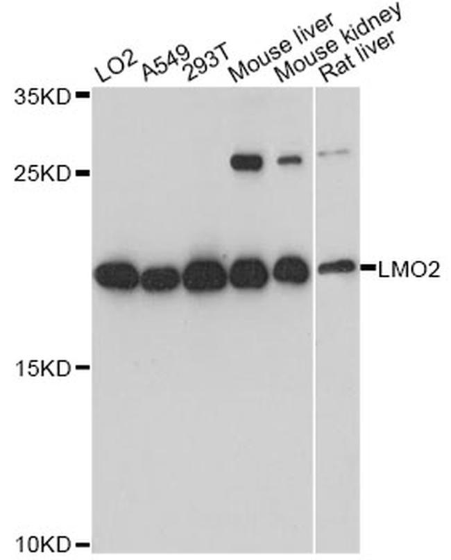 lmo2-antibody-pa5-87175