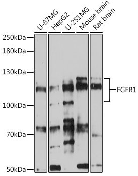 FGFR1 Antibody in Western Blot (WB)