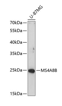 MS4A8B Antibody in Western Blot (WB)