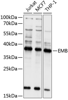 Embigin Antibody in Western Blot (WB)