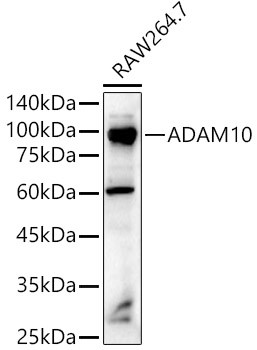 ADAM10 Antibody in Western Blot (WB)