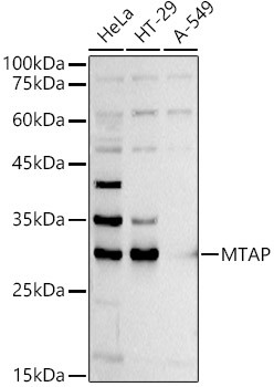 MTAP Antibody in Western Blot (WB)