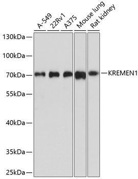 KREMEN1 Antibody in Western Blot (WB)