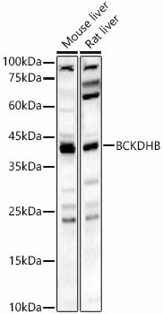 BCKDHB Antibody in Western Blot (WB)