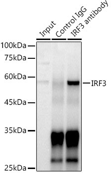 IRF3 Antibody in Immunoprecipitation (IP)