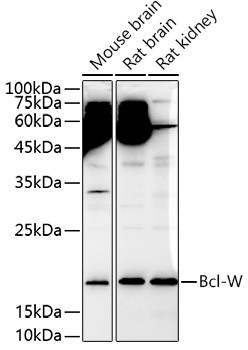 Bcl-W Antibody in Western Blot (WB)
