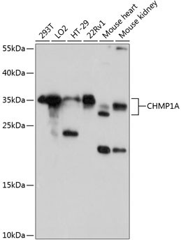 CHMP1A Antibody in Western Blot (WB)