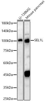 SEL1L Antibody in Western Blot (WB)