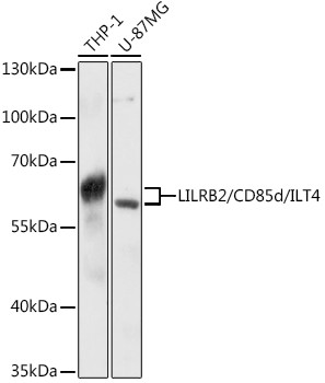 LILRB2 Antibody in Western Blot (WB)