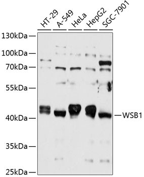 WSB1 Antibody in Western Blot (WB)