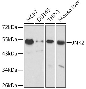 JNK2 Antibody in Western Blot (WB)