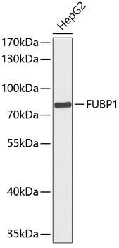 FUBP1 Antibody in Western Blot (WB)