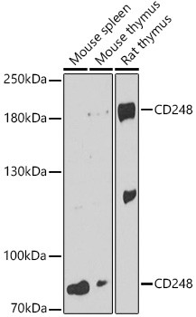 CD248 Antibody in Western Blot (WB)