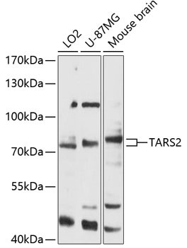TARS2 Antibody in Western Blot (WB)