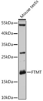 FTMT Antibody in Western Blot (WB)