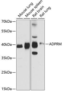 ADPRM Antibody in Western Blot (WB)