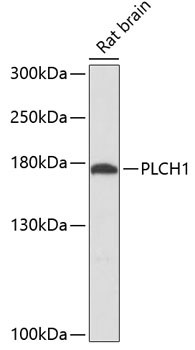 PLCH1 Antibody in Western Blot (WB)