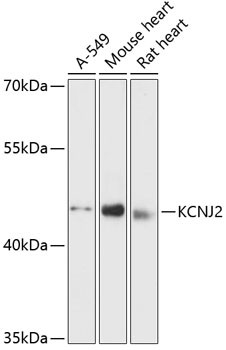 Kir2.1 (KCNJ2) Antibody in Western Blot (WB)