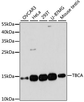 TBCA Antibody in Western Blot (WB)