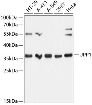 UPP1 Antibody in Western Blot (WB)