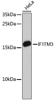 IFITM3 Antibody in Western Blot (WB)