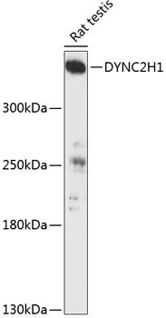 DYNC2H1 Antibody in Western Blot (WB)